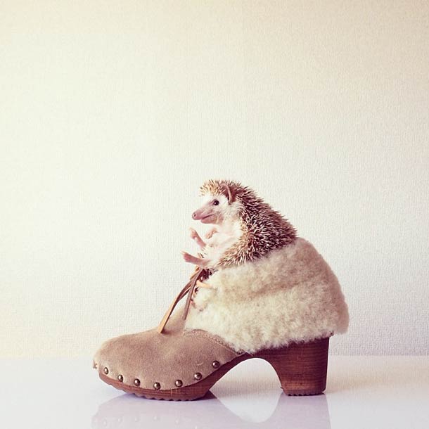 Самый обаятельный ёжик по кличке Дарси Самый, обаятельный, ёжик, Дарси, летающий ёж Дарси,Darcy The Flying Hedgehog