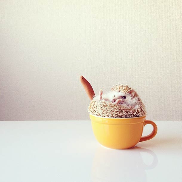 Самый обаятельный ёжик по кличке Дарси Самый, обаятельный, ёжик, Дарси, летающий ёж Дарси,Darcy The Flying Hedgehog