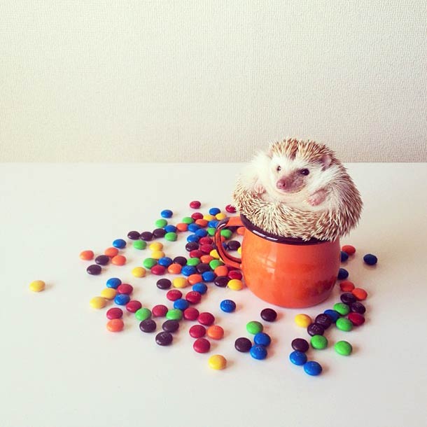 Самый обаятельный ёжик по кличке Дарси Самый, обаятельный, ёжик, Дарси, летающий ёж Дарси,Darcy The Flying Hedgehog