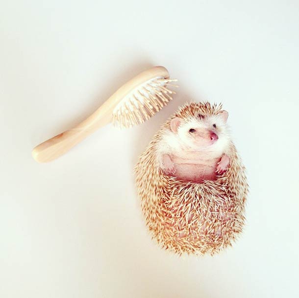 Самый обаятельный ёжик по кличке Дарси Самый, обаятельный, ёжик, Дарси, летающий ёж Дарси,Darcy The Flying Hedgehog