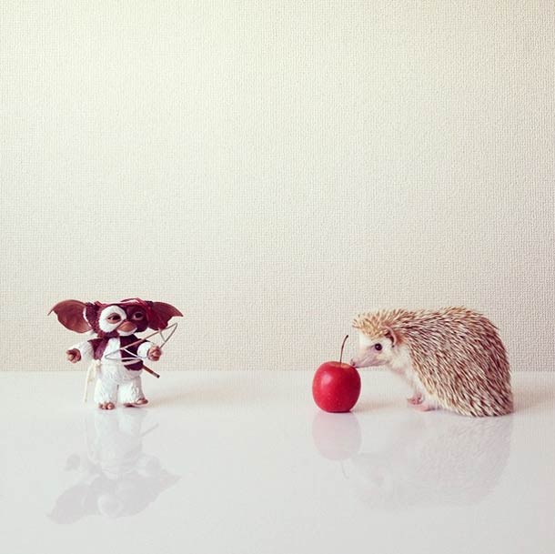 Самый обаятельный ёжик по кличке Дарси Самый, обаятельный, ёжик, Дарси, летающий ёж Дарси,Darcy The Flying Hedgehog