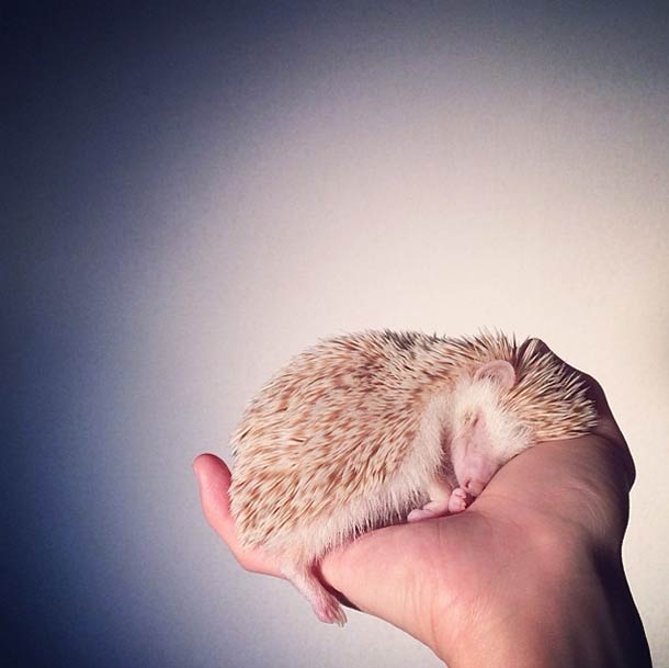 Самый обаятельный ёжик по кличке Дарси Самый, обаятельный, ёжик, Дарси, летающий ёж Дарси,Darcy The Flying Hedgehog