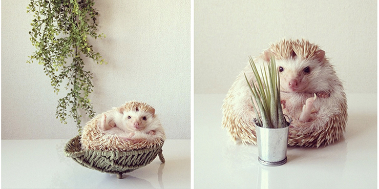 Самый обаятельный ёжик по кличке Дарси Самый, обаятельный, ёжик, Дарси, летающий ёж Дарси,Darcy The Flying Hedgehog