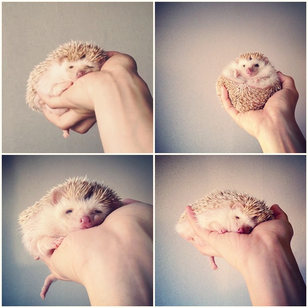 Самый обаятельный ёжик по кличке Дарси Самый, обаятельный, ёжик, Дарси, летающий ёж Дарси,Darcy The Flying Hedgehog