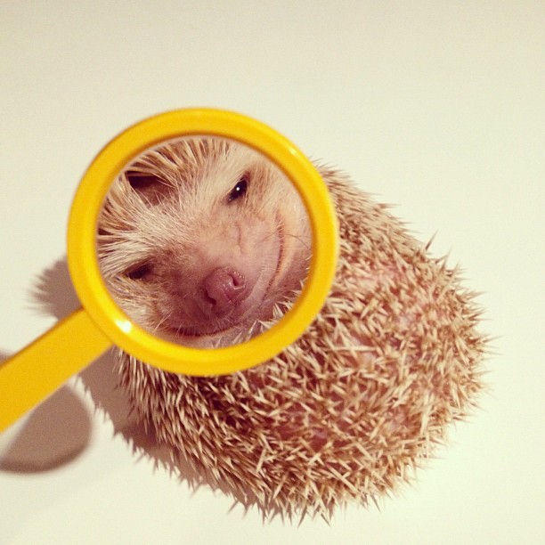 Самый обаятельный ёжик по кличке Дарси Самый, обаятельный, ёжик, Дарси, летающий ёж Дарси,Darcy The Flying Hedgehog