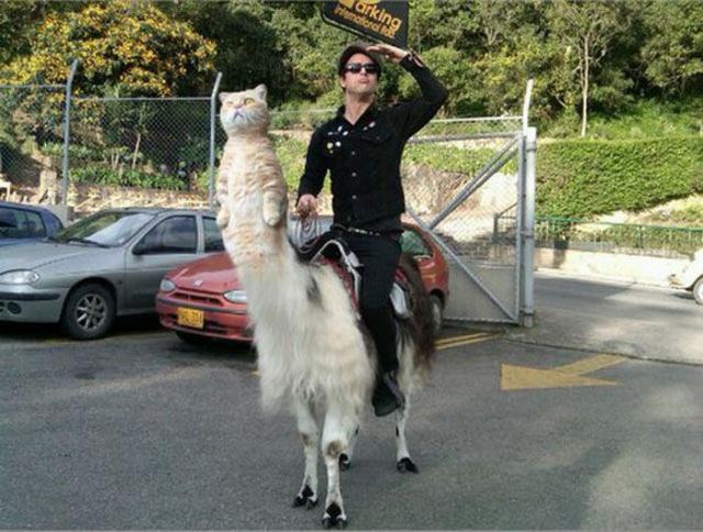  фотошоп, photoshop, смешное,люди,животные