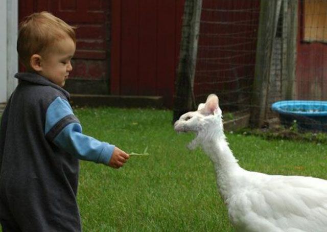  фотошоп, photoshop, смешное,люди,животные