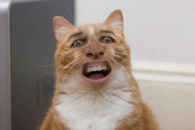  фотошоп, photoshop, смешное,люди,животные