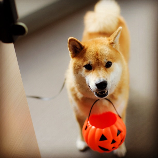 Марутаро, шиба-ину, японская собака