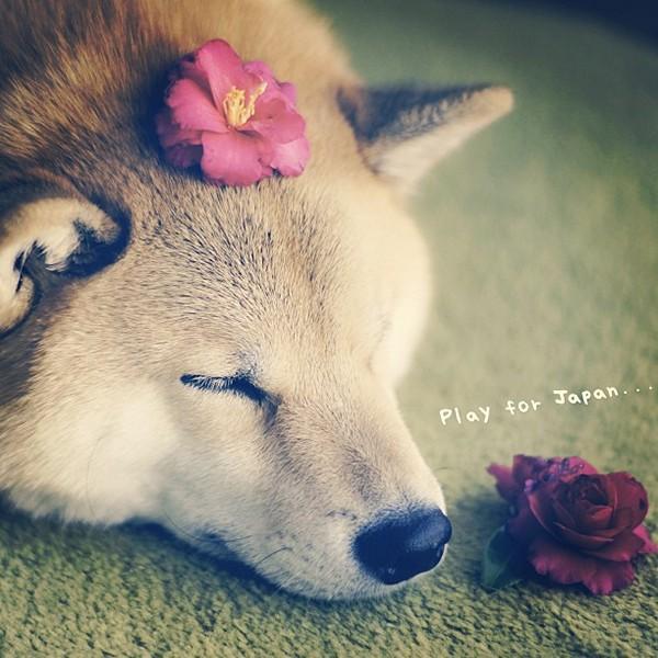 Марутаро, шиба-ину, японская собака