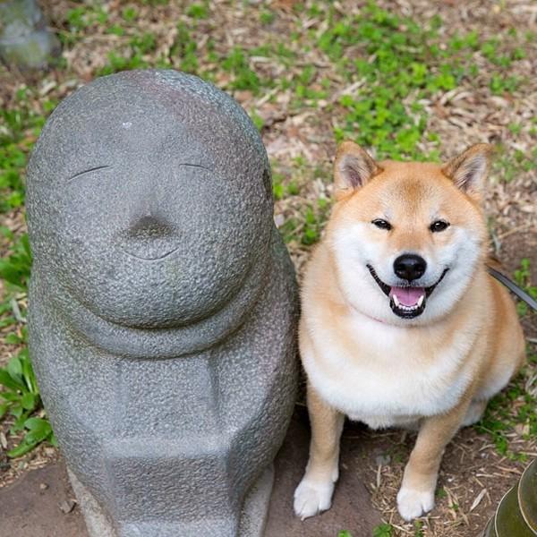 Марутаро, шиба-ину, японская собака
