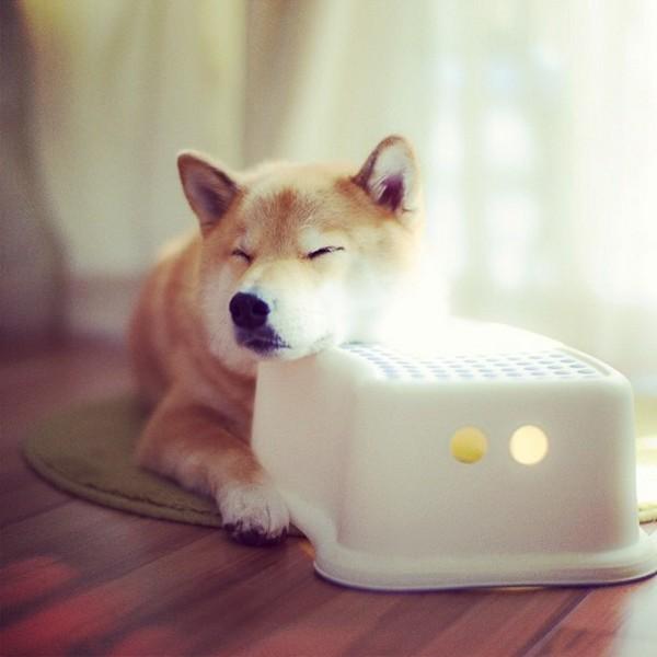 Марутаро, шиба-ину, японская собака