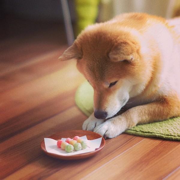 Марутаро, шиба-ину, японская собака