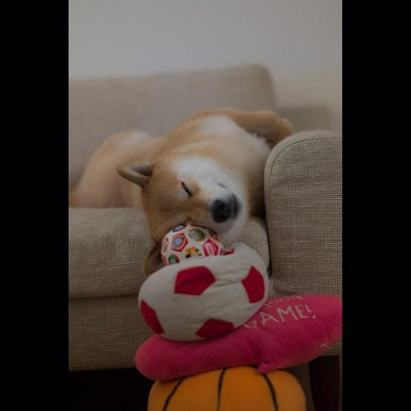 Марутаро, шиба-ину, японская собака