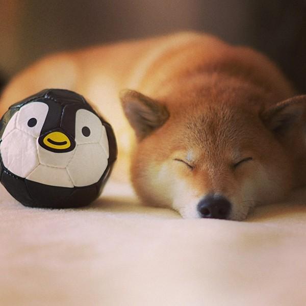 Марутаро, шиба-ину, японская собака