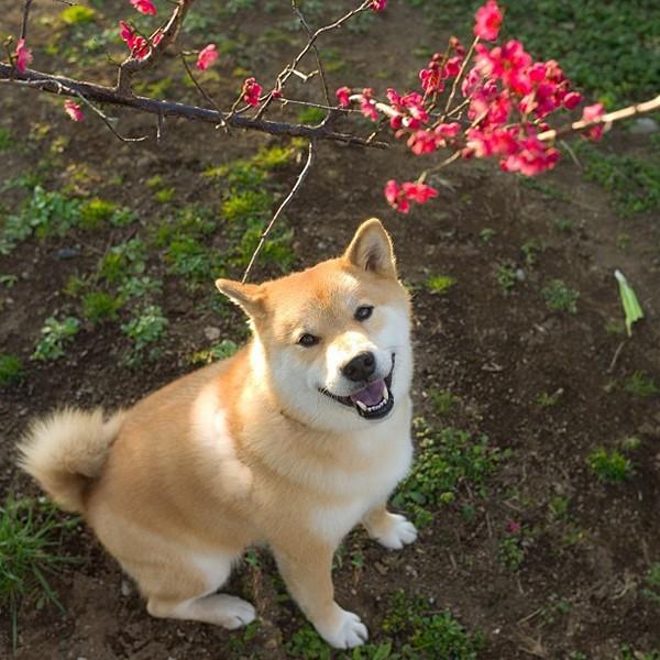 Марутаро, шиба-ину, японская собака