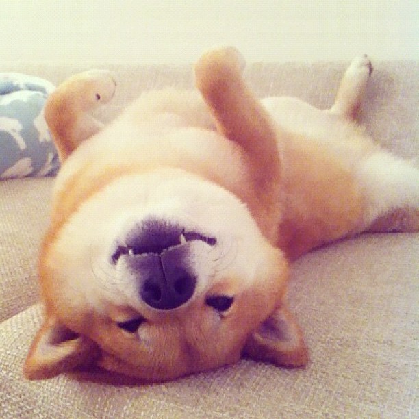 Марутаро, шиба-ину, японская собака