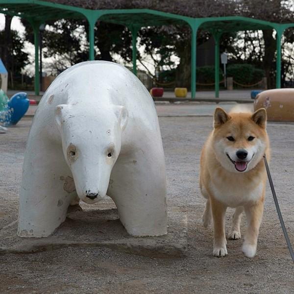 Марутаро, шиба-ину, японская собака