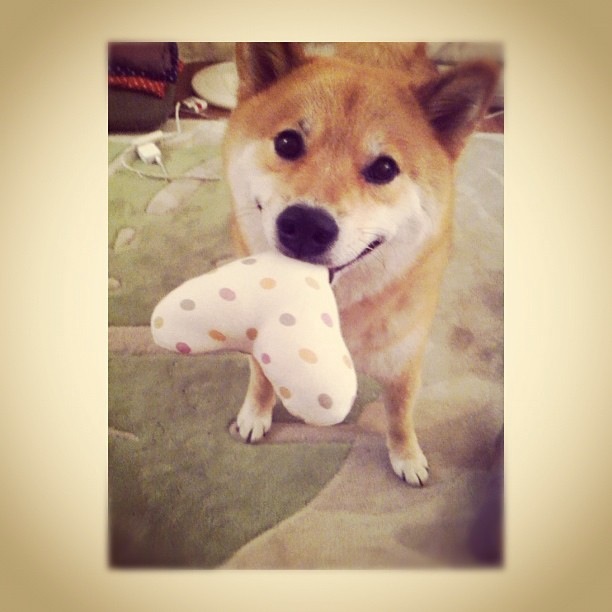 Марутаро, шиба-ину, японская собака