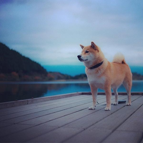 Марутаро, шиба-ину, японская собака