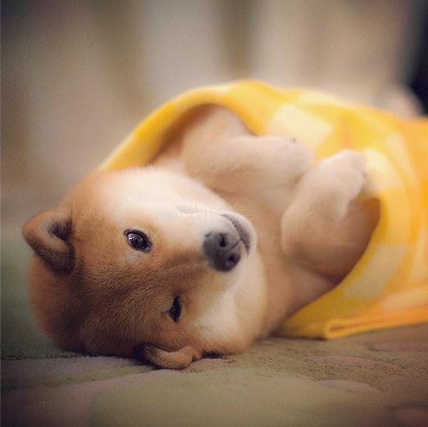 Марутаро, шиба-ину, японская собака