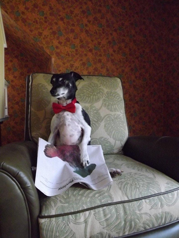 Собаки, читающие, книги, фото
