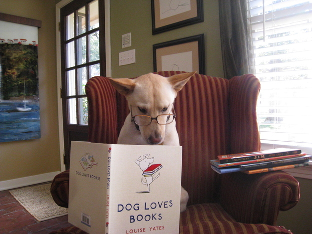 Собаки, читающие, книги, фото