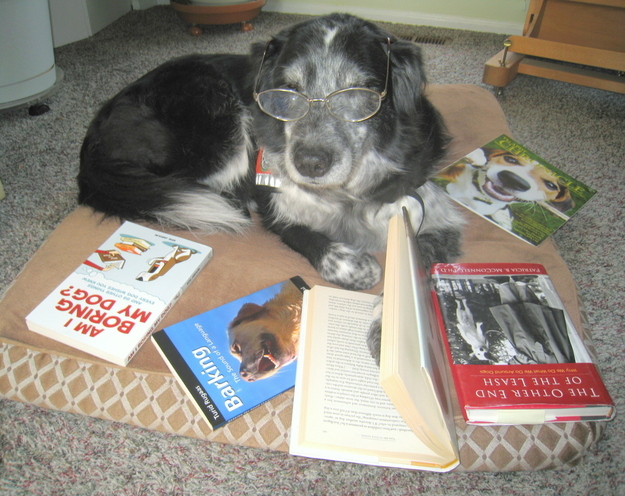 Дети читают собаке. Чтение с собакой. Собака читает. Собака читает книгу. Собака читака.