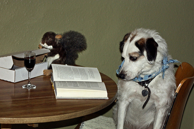 Собаки, читающие, книги, фото