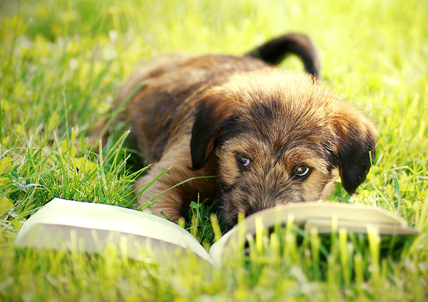 Собаки, читающие, книги, фото