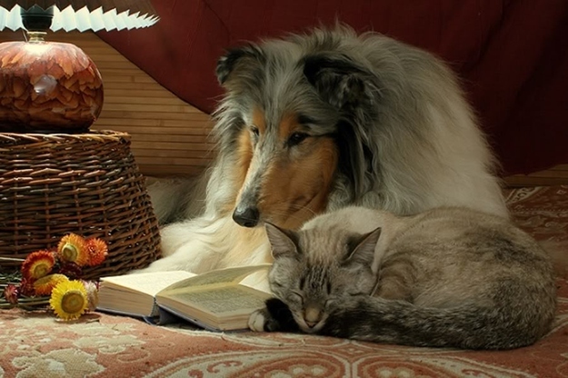 Собаки, читающие, книги, фото
