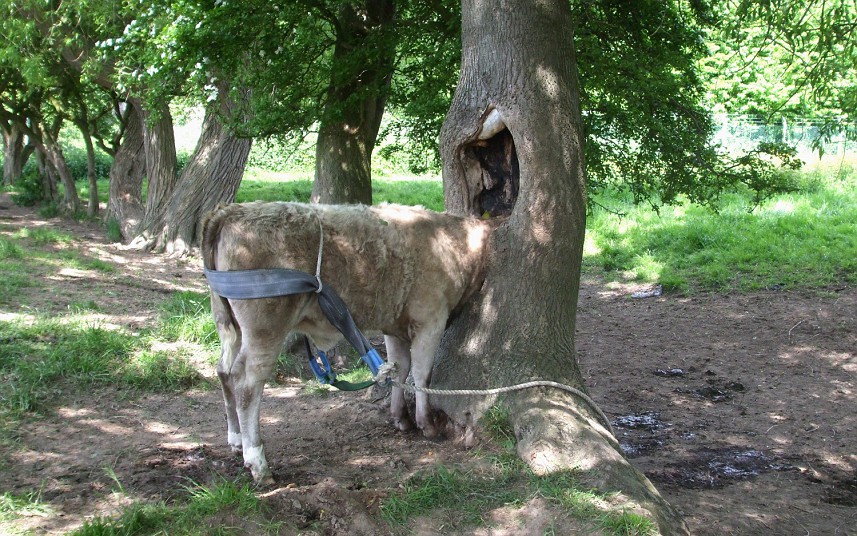 животные застряли, застрявшие животные, истории о застрявших животных