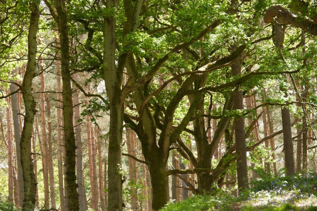 Загадочные, пугающие ,леса, страх, Лес Аокигахара