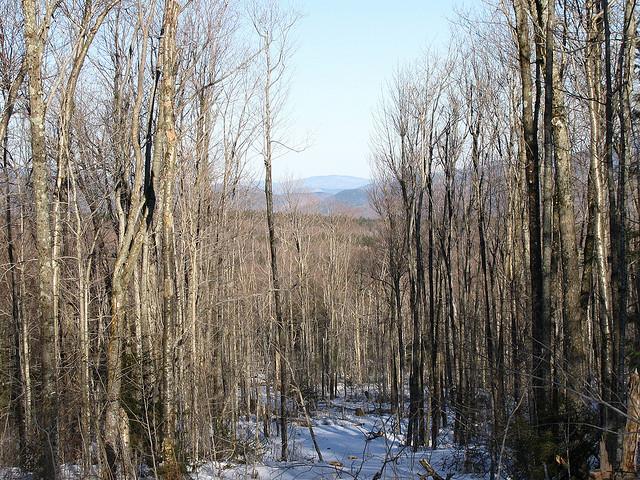 Загадочные, пугающие ,леса, страх, Лес Аокигахара