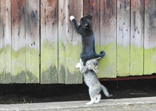 командный дух,взаимопомощь,дружба,команда