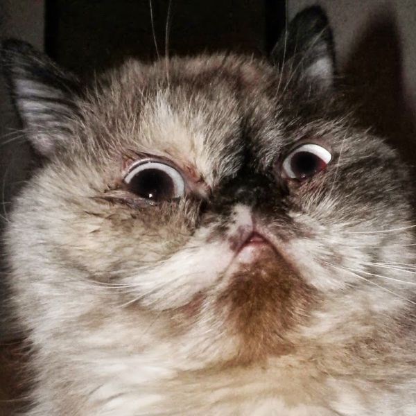 смешные фото, прикол,юмор,смешные картинки 