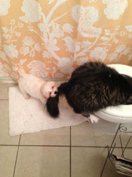 смешные фото, прикол,юмор,смешные картинки 