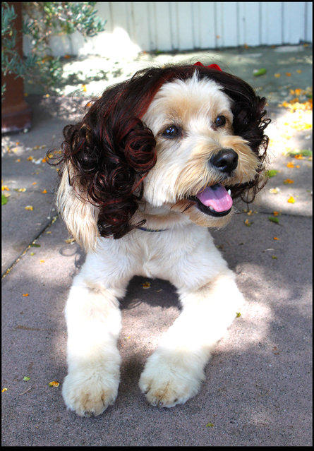 Парики для домашних питомцев Парики, для животных, Леа Уоркмен, Cushzilla, Леди Гага, Кэти Перри, Бритни Спирс, Мэрилин Монро