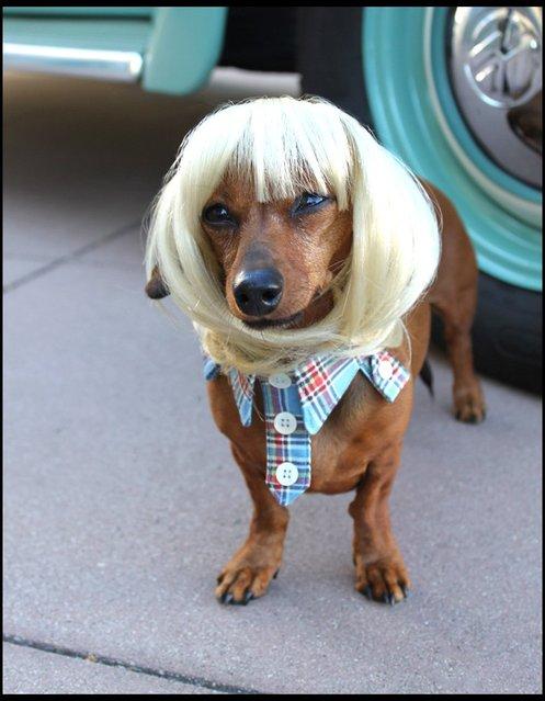 Парики для домашних питомцев Парики, для животных, Леа Уоркмен, Cushzilla, Леди Гага, Кэти Перри, Бритни Спирс, Мэрилин Монро