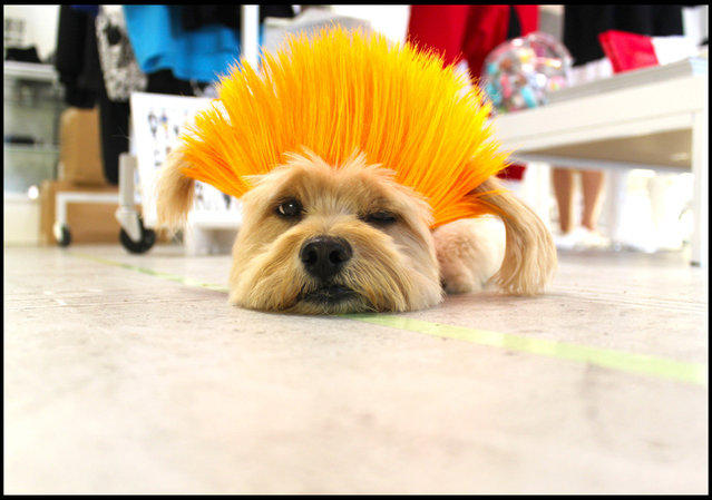 Парики для домашних питомцев Парики, для животных, Леа Уоркмен, Cushzilla, Леди Гага, Кэти Перри, Бритни Спирс, Мэрилин Монро