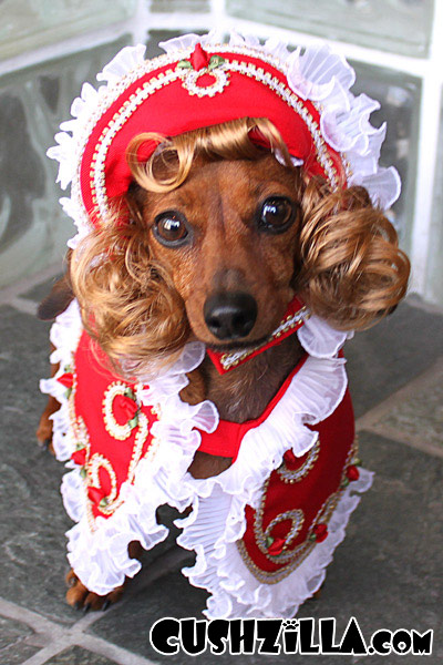 Парики для домашних питомцев Парики, для животных, Леа Уоркмен, Cushzilla, Леди Гага, Кэти Перри, Бритни Спирс, Мэрилин Монро