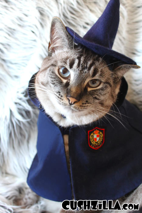 Парики для домашних питомцев Парики, для животных, Леа Уоркмен, Cushzilla, Леди Гага, Кэти Перри, Бритни Спирс, Мэрилин Монро