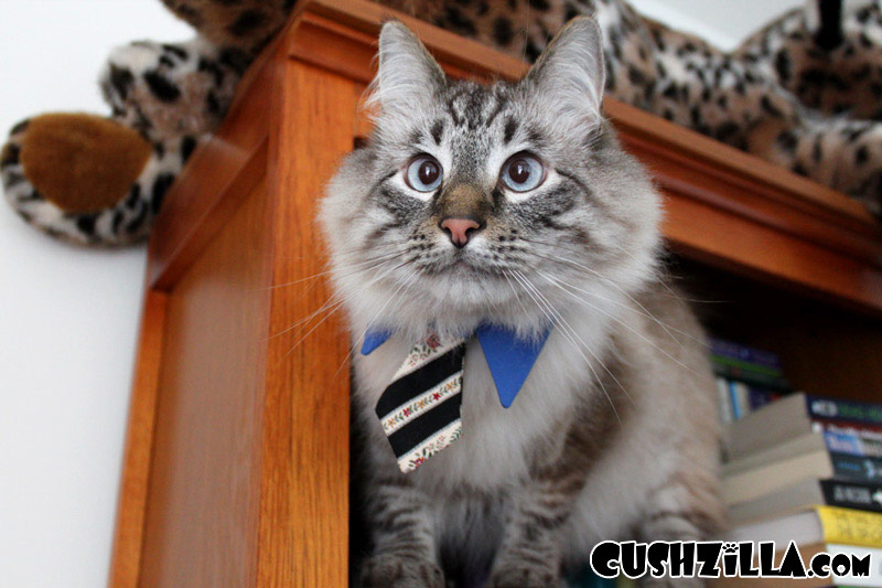 Парики для домашних питомцев Парики, для животных, Леа Уоркмен, Cushzilla, Леди Гага, Кэти Перри, Бритни Спирс, Мэрилин Монро