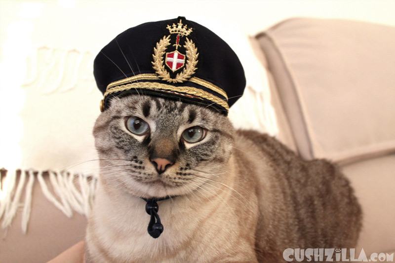 Парики для домашних питомцев Парики, для животных, Леа Уоркмен, Cushzilla, Леди Гага, Кэти Перри, Бритни Спирс, Мэрилин Монро