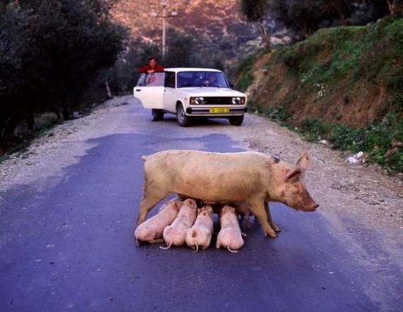 смешные картинки,прикольные картинки,юмор