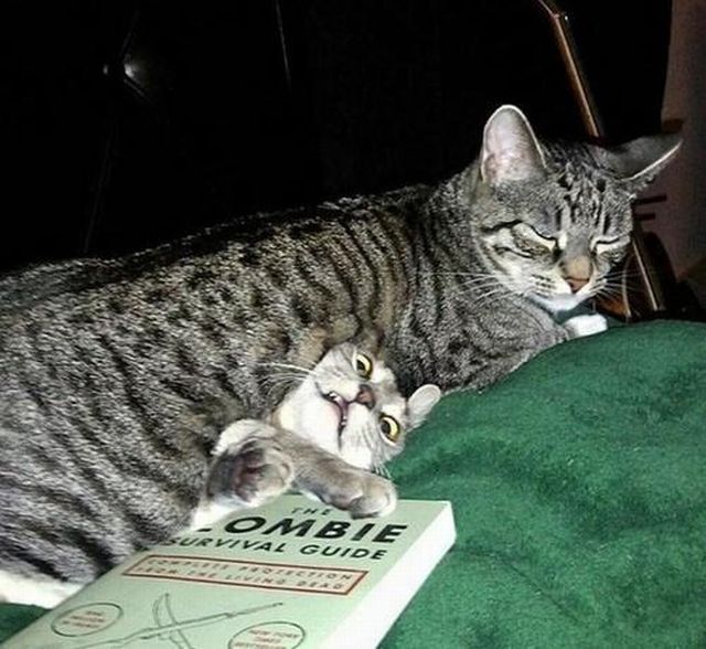 смешные картинки,прикольные картинки,юмор