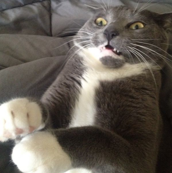 смешные картинки,прикольные картинки,юмор