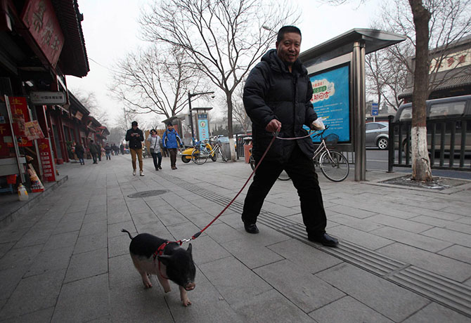 дикие животные дома, экзотические животные 