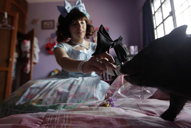 дикие животные дома, экзотические животные 