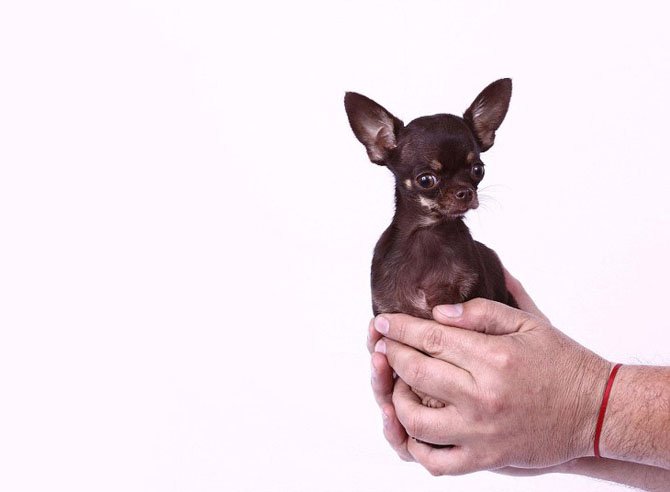 Самые самые рекордсмены книги рекордов Гинесса за 2014 год рекорды Гинесса 2014,книга рекордов Гинесса